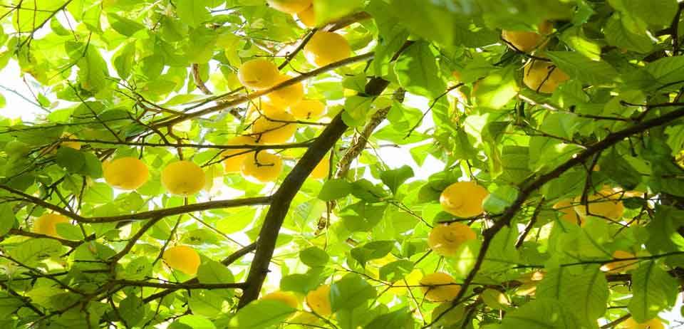 Limon Kemoterapiden 10.000 kat daha güçlü 10