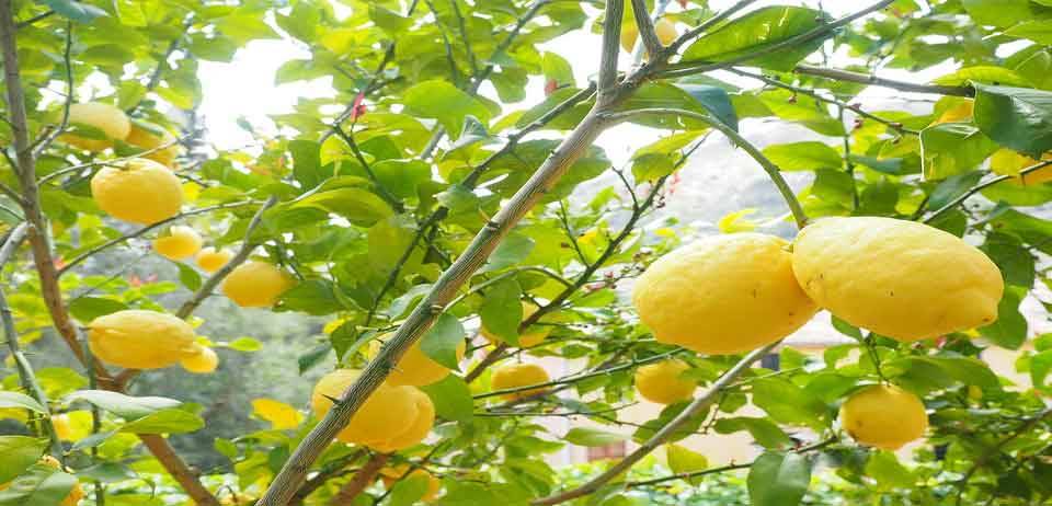 Limon Kemoterapiden 10.000 kat daha güçlü 13
