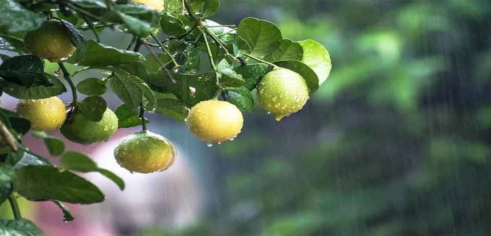 Limon Kemoterapiden 10.000 kat daha güçlü 14