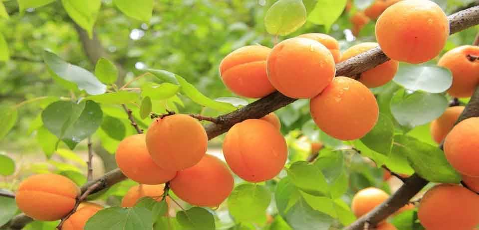 Yaz Meyvelerini Tüketirken Dikkat Edilmesi Gerekenler 6