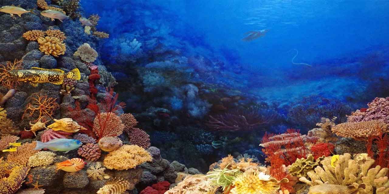 Tür çeşitliliğinde denizlerimize yeni türlerin gelmesiyle oluşan değişim ekosistemdeki canlılar için bir tehdit olabilir mi