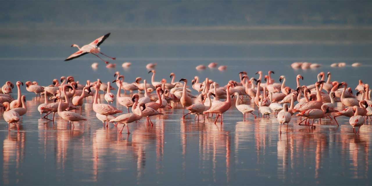 Siyah flamingo Adana'da görüntülendi
