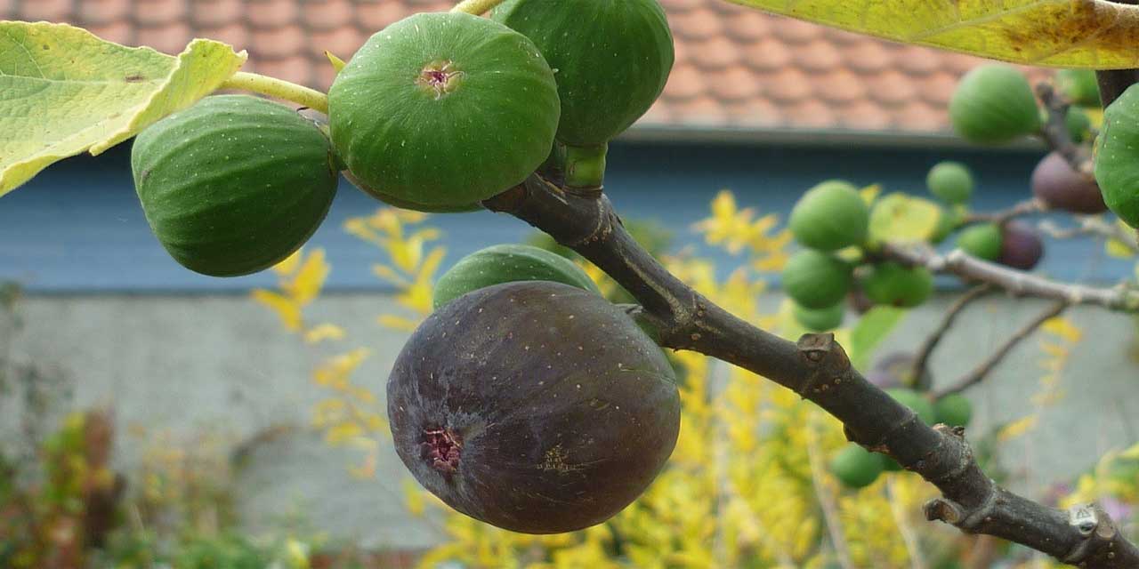 Rüyada incir yediğini görmek ne anlama gelir