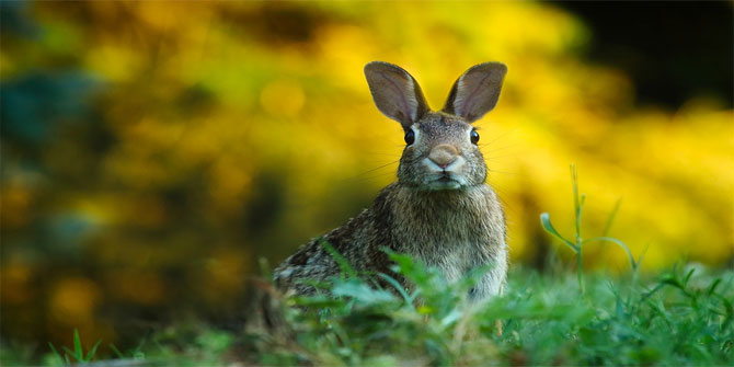 Tavşan ile kaplumbağanın kişilik özelliklerini karşılaştıralım