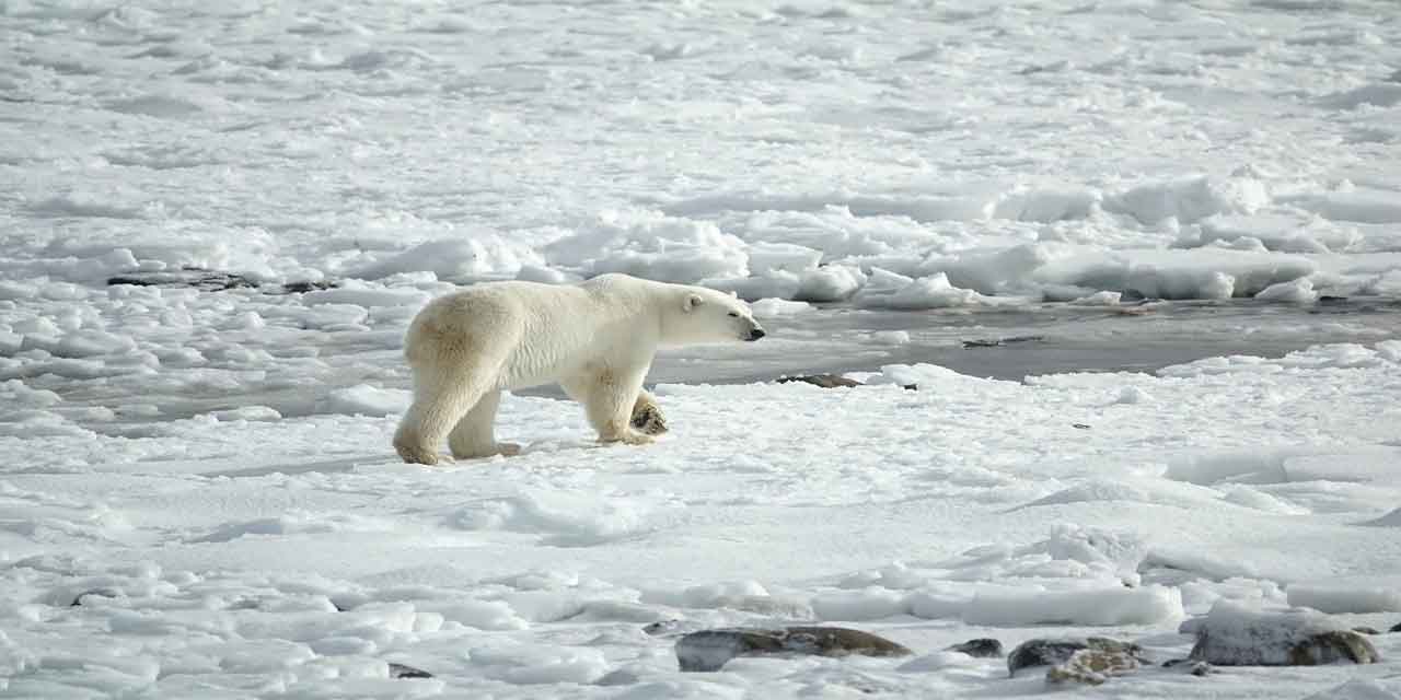 Kutup ayılarının yaşam alanlarının neden daraldığını araştırınız
