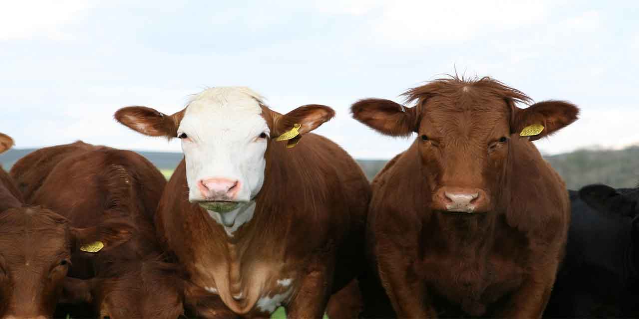 Sığırların iki yaşına gelmeden kurban edilmesi caiz olur mu