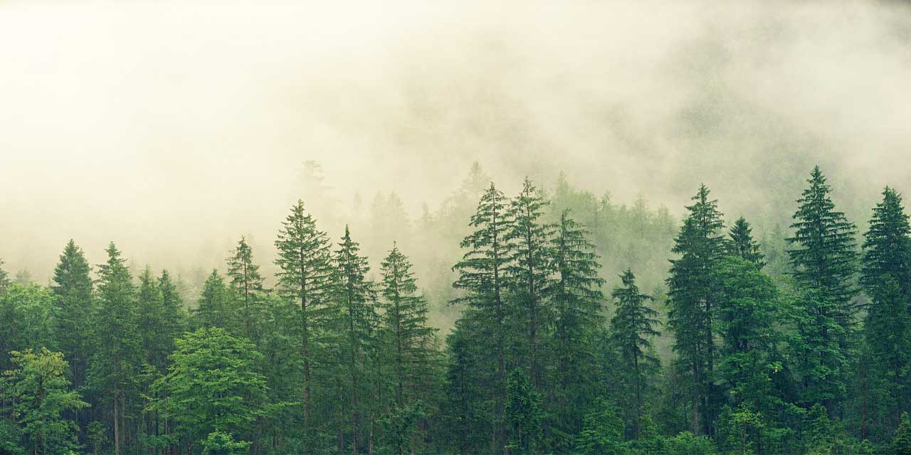 Ormanların varlığı, insanların ruh sağlığı açısından neden büyük önem taşır