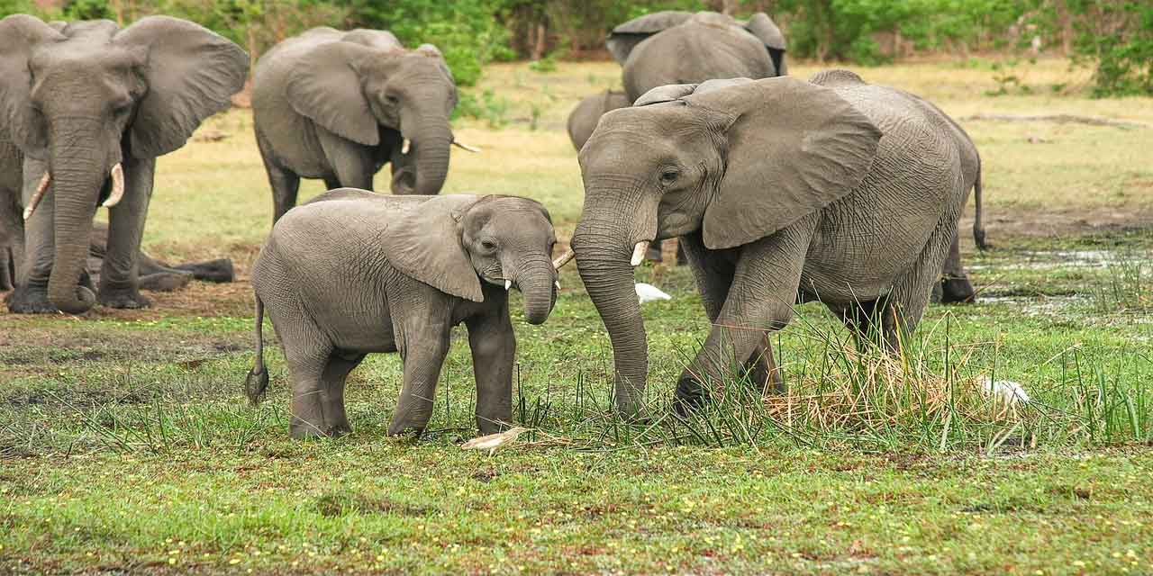 Fildişi Sahili'nde yaşayan fil popülasyonunun büyüklüğündeki değişimlerin nedenleri nelerdir