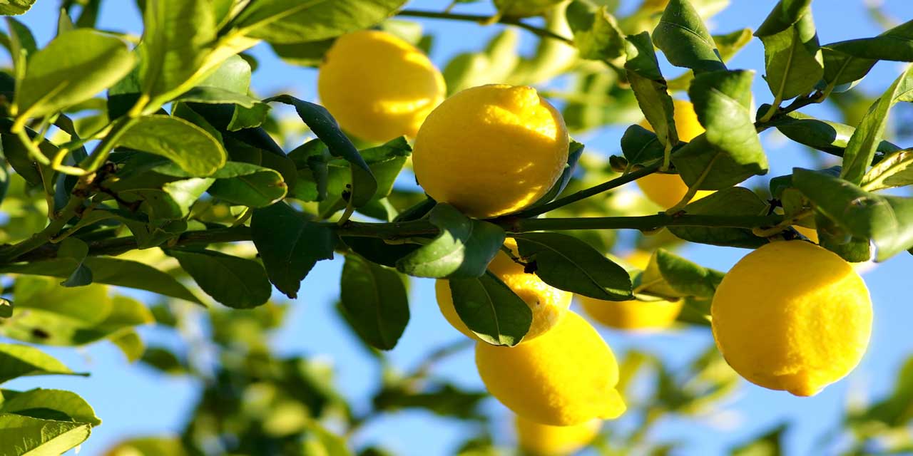 Kainat eczanesinden limonun bilinmeyen faydaları