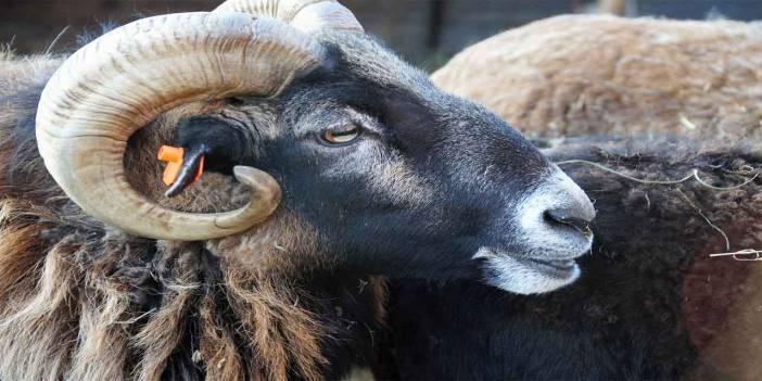 Kurban ibadetinin toplumsal dayanışma ve paylaşma açısından önemi
