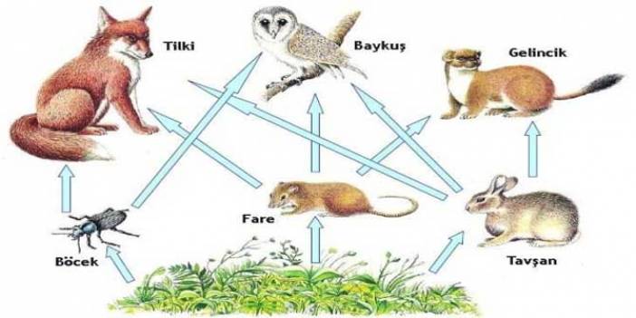 Besin ağı nedir, açıklayınız, besin zinciri terimleri, besin zinciri