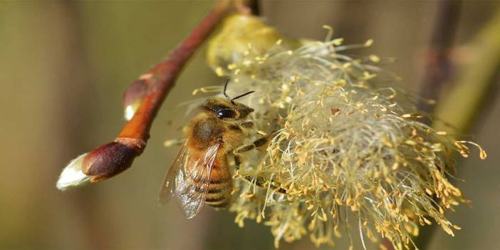 İnsanın ve diğer bütün varlıkların da arılar gibi belli amaçlarla yaratıldığını söyleyebilir miyiz?
