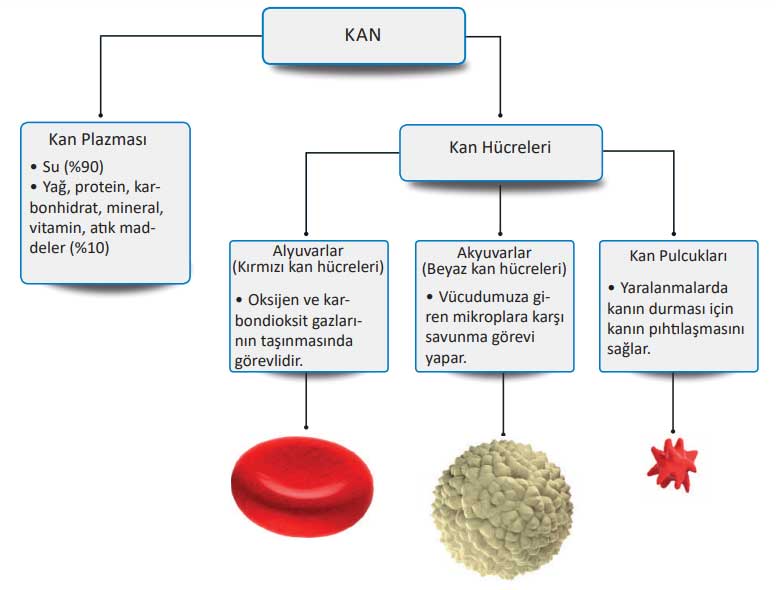kan-ve-kan-hucreleri.jpg