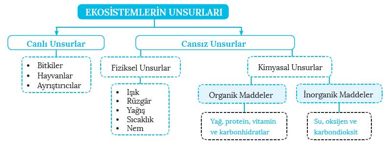 ekosistemin-unsurlari.jpg