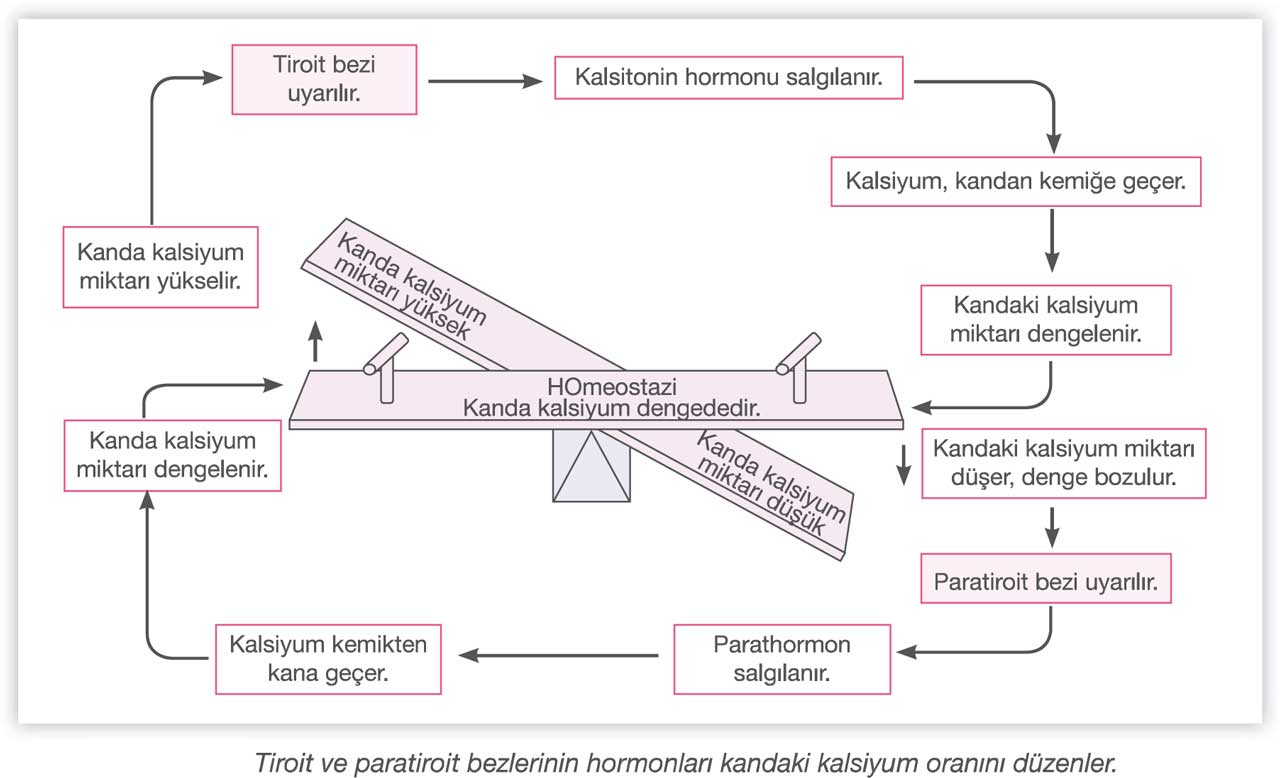 tiroit-ve-paratiroit-bezlerinin-hormonlari-kandaki-kalsiyum-oranini-duzenler.jpg