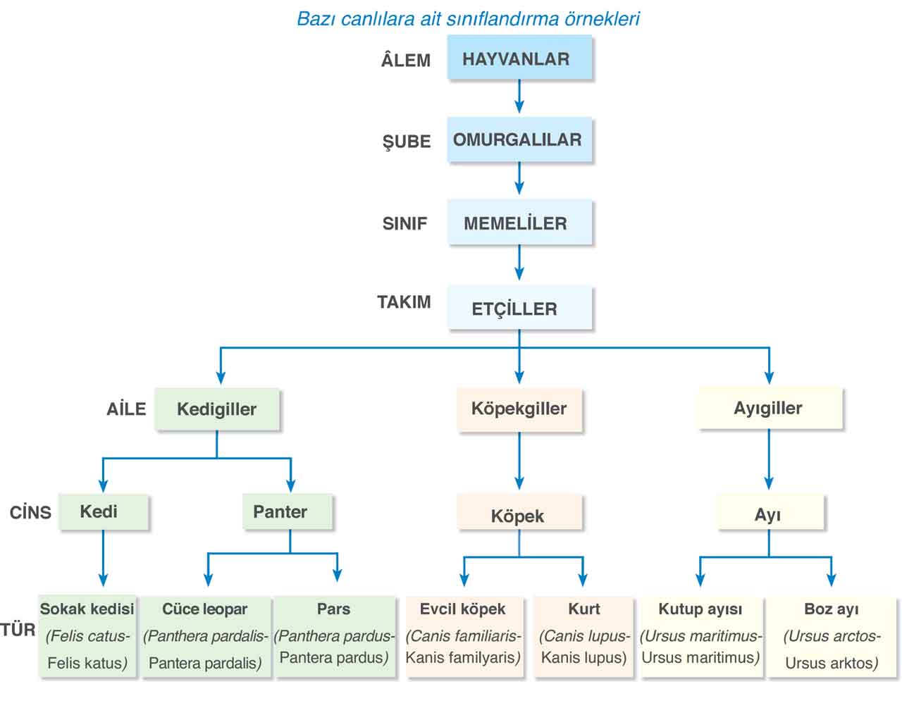 bazi-canlilara-ait-siniflandirma-ornekleri.jpg