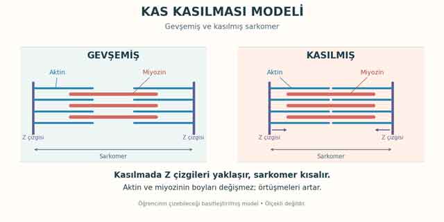 kas-kasilmasi-modeli.jpg